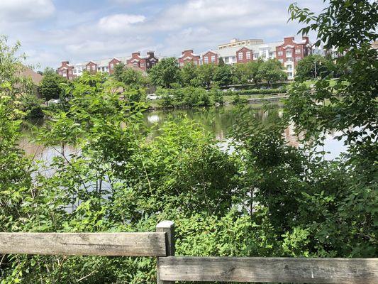 Where the park meets the pond.