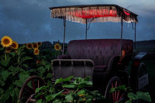 Buggy in the sunflower maze