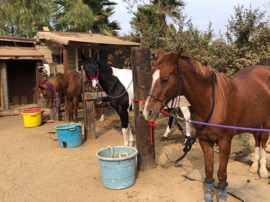 Norco Equestrian Academy