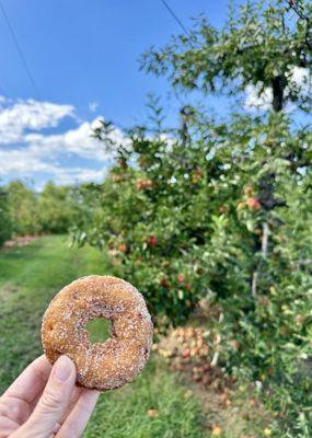 Cinnamon-sugar apple cider donut