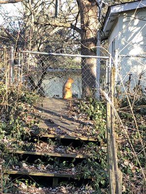 Chonky Monon squirrel