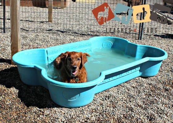 Cooling off on a hot day of Doggy Playcare