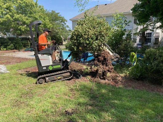 Flowerbed Removal