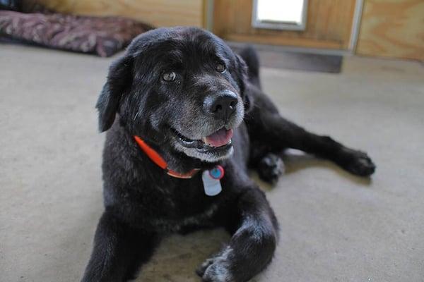 Baer after one if his grooming session!