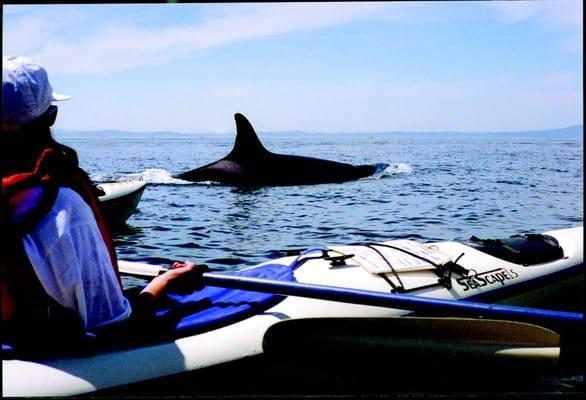 San Juan Island Sea Kayaking