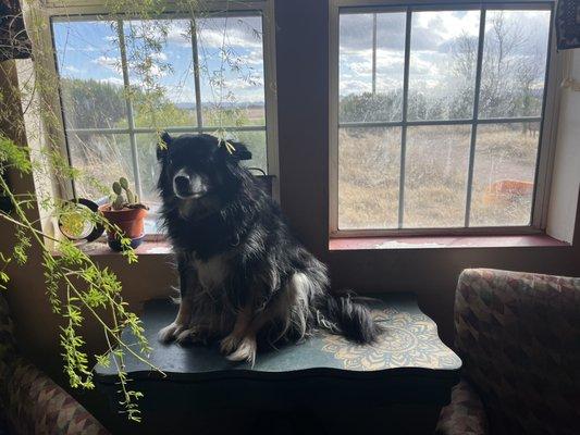 You can't see much of my game table but it is perfect under my living room window and Lilly sits here everyday.