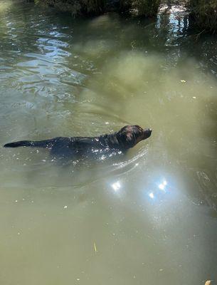 Swimmer bear!