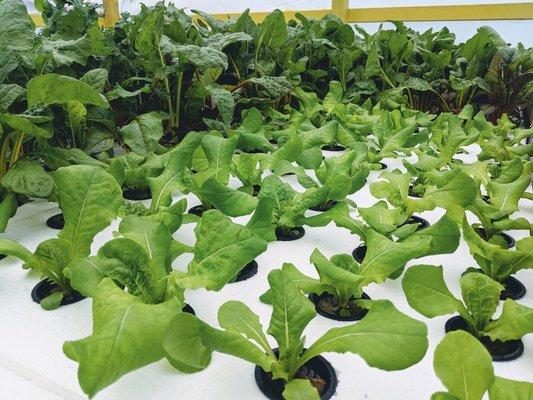 Hydroponic lettuce (Deep Water Culture System)