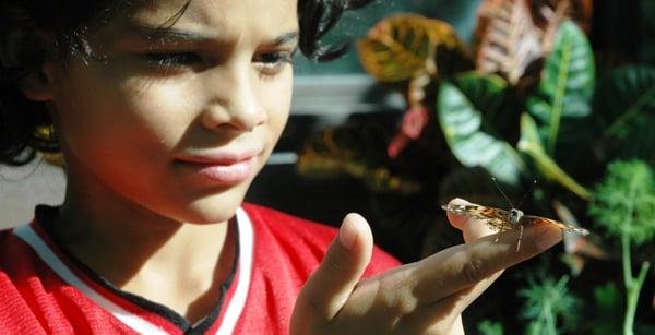 Philadelphia Eagles Four Seasons Butterfly House