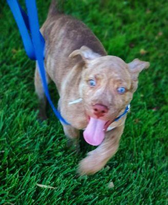 Out running and having fun in the grass