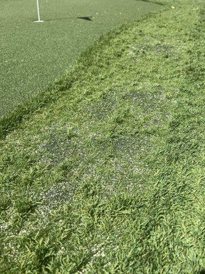 Defective turf - peeling