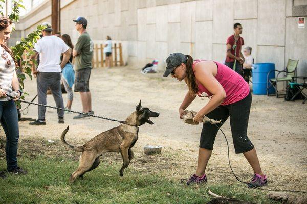 Puppy class agitation