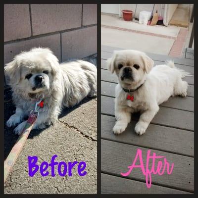 Our Pekingese, before and after grooming!