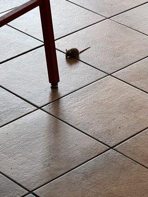 This is one of many of the mice that reside in Arby's restaurant.