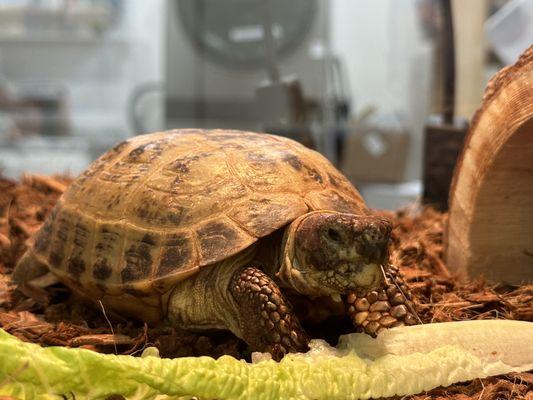 Live turtle in the "vet office". Very cool