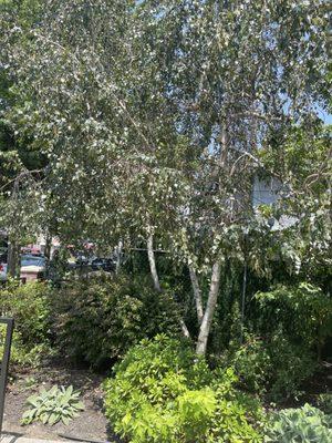 The Birch tree before the pruning.