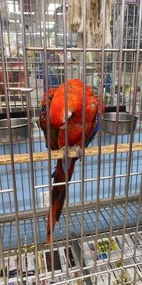 Stressed bird plucking it's feather out and bleeding!