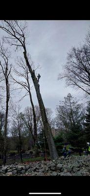 Tree Removal.   125ft. Oak tree