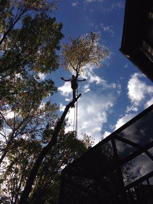 High risk removal specialists!! Here is Monti removing a leaning tree directly above a glass and screen greenhouse/3season addition.