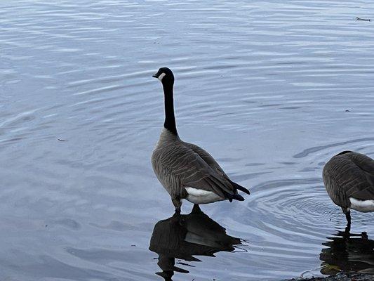 Spring Lake Regional Park