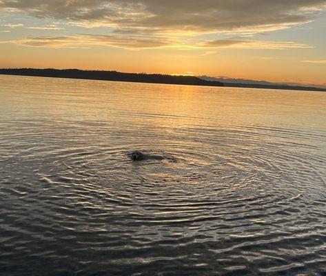 Golden Retriever swimming in circles