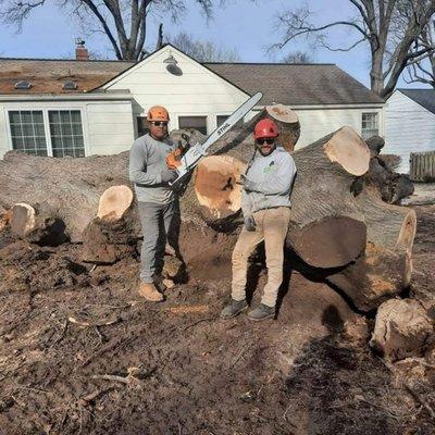 Tree Removal