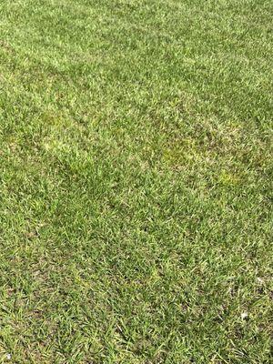 They unilaterally and without notice canceled the contract after one treatment because they said my grass needs to be re-sodded... Really??