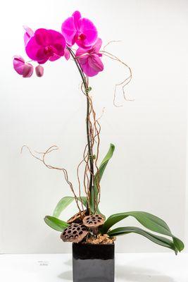 Phalaenopsis orchid plant