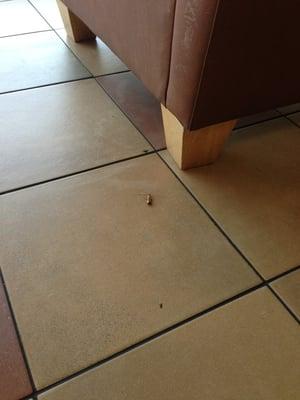 Roaches in a restaurant are not okay!