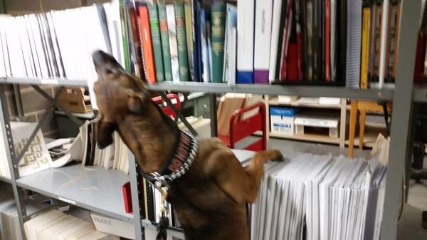 K-9 Dejzie inspecting libraries