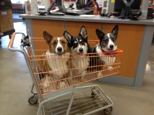 Our 3 corgi boys, Oliver Hobbs (Hobbie), BaileyBoy and Madison Blue