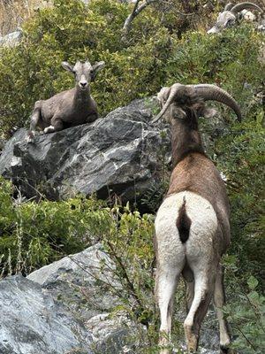 Big horn sheep