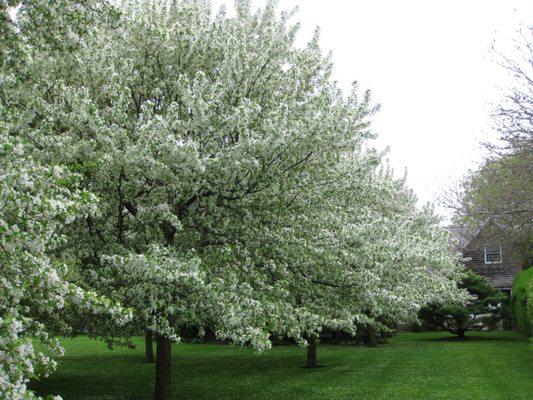 Southampton Allee of Crabapples