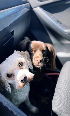 My pups Carmen (white) and Diggy (brown)