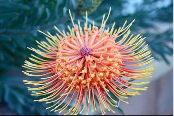 Leucospermum 'Brandi de la Cruz'