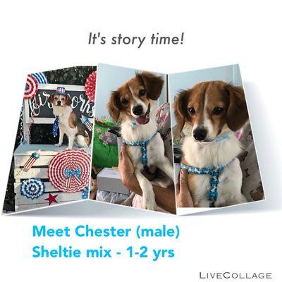 Chester looking for a forever home