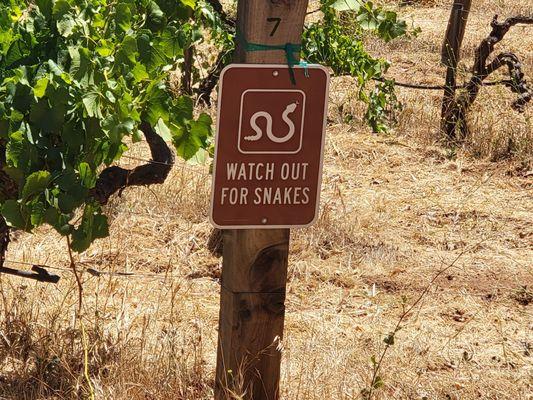 Lots of snakes on the property but we didn't see any!