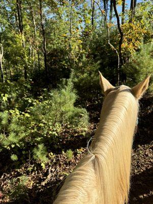 Riding on Cherokee; very healthy horse. No trail horses looked starved. All were well fed.