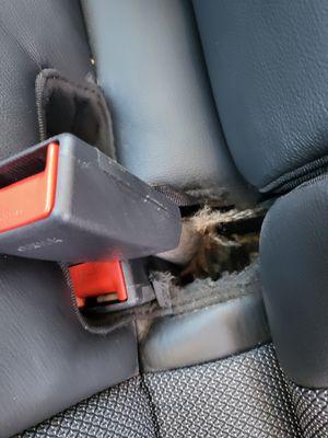 Seat belt was chewed completely unusable.