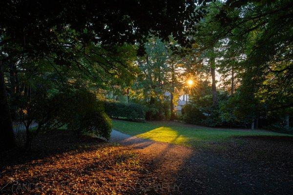 sunset in the park