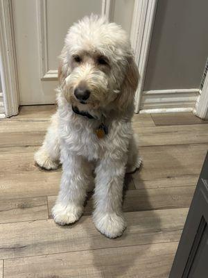 Wrigley the doodle!  He is so cute, he looks like he has boots.