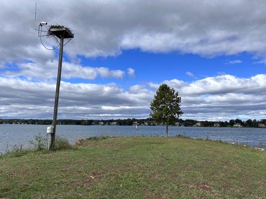 Osprey Nest