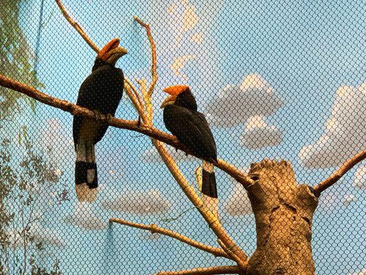 Rhinoceros Hornbills