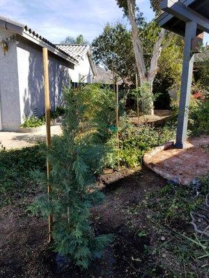 We very much enjoy planning trees, in this picture we planted four Leyland cypress.