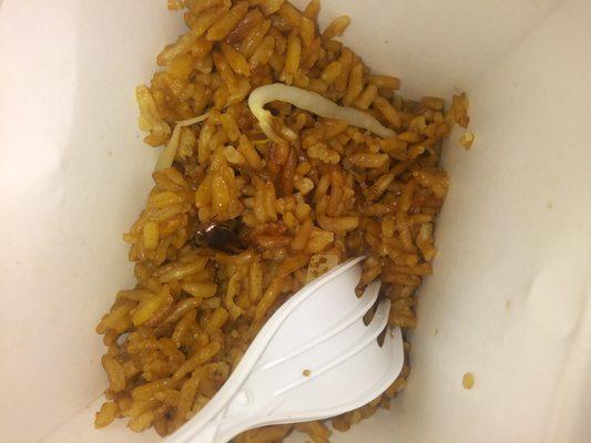 Found roach cooked in my shrimp fried rice