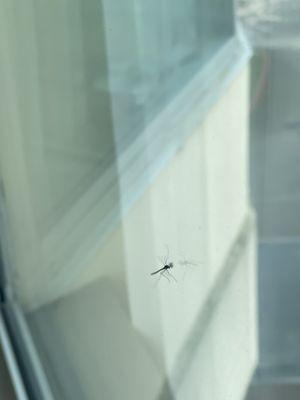 More mosquitoes on the window