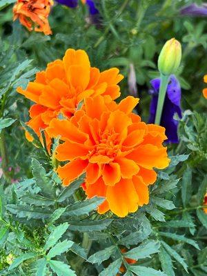 Orange Mexican marigolds