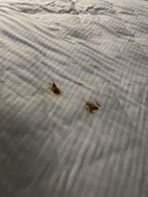 Shit in the bed.