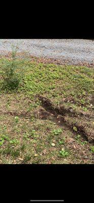 More tire marks left in our conjoined yards, left behind their driver