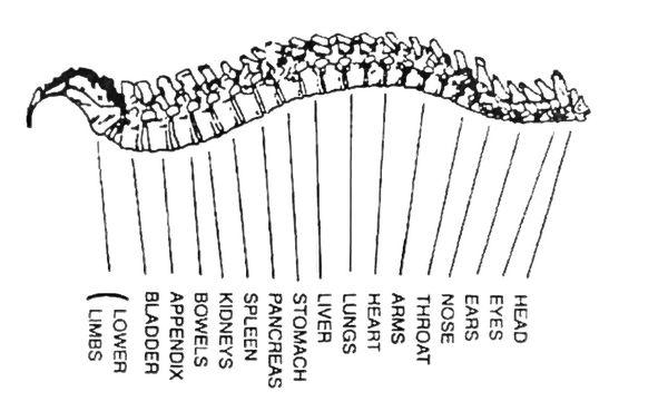 The best chiropractor always know that the nervous system controls everything. Getting your spine adjusted help you function at your best.